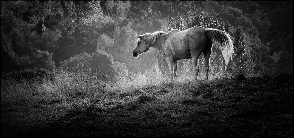 Early Morning Graze