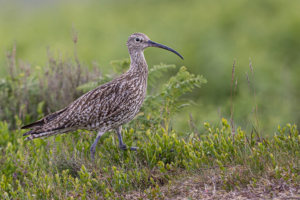 HC Paul Stokes Curlew On The Moor