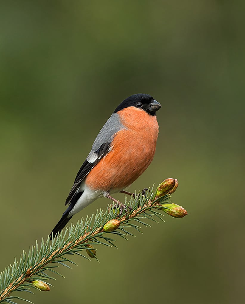 Male Bullfinch