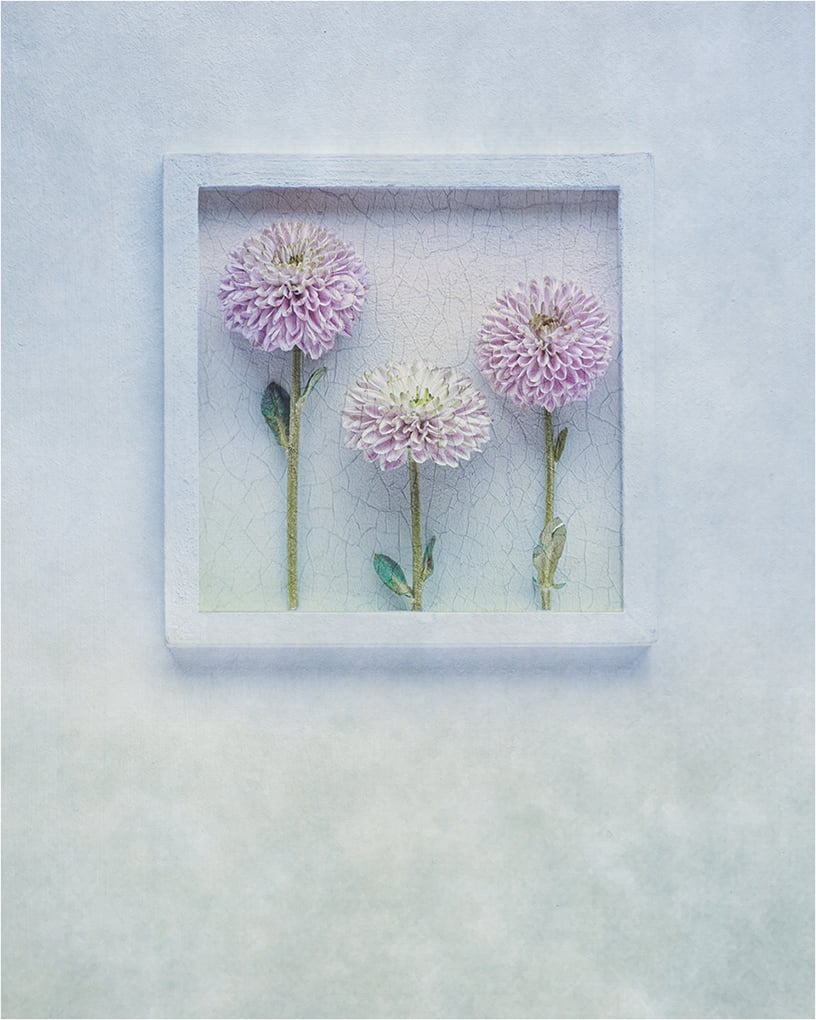2nd - Advance Colour - Pete-Atkins - Pom Poms