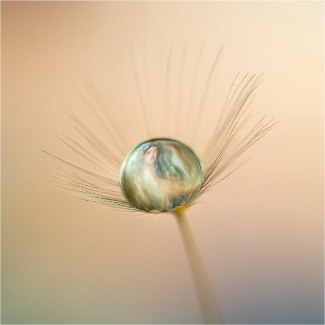 C - Advance Colour - Simon Stokes - Mermaids Egg